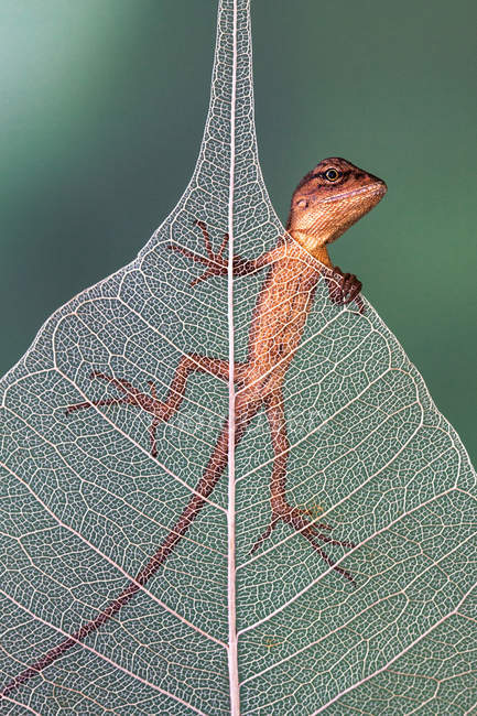 Крупный план ящерицы на листе, размытый фон — стоковое фото