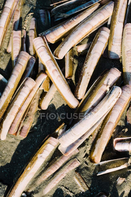 Close up of razor clam shells on the beach, I Jmuiden, Holland — Stock Photo