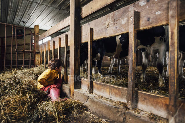 Niño sentado en un granero mirando vacas - foto de stock