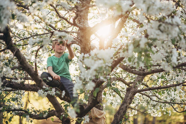 Happy little boy climbing an apple tree — Stock Photo