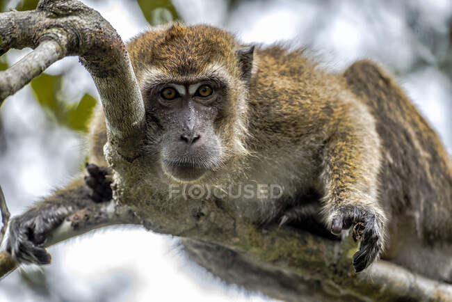 Macaco de cauda longa (Macaca Fascicularis) sentado em uma árvore, Bornéu, Indonésia — Fotografia de Stock