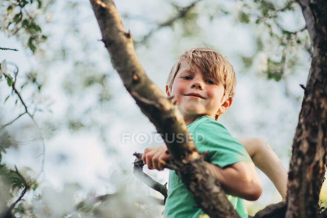 Retrato de un niño sentado en un manzano - foto de stock