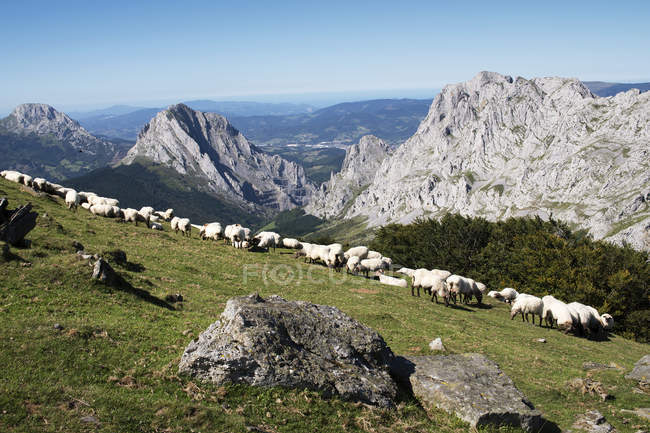 Pastoreio de ovinos, Parque Natural Urkiola, Biscaia, País Basco, Espanha — Fotografia de Stock