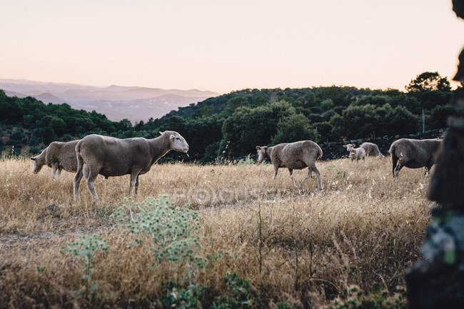 Vista panorámica del pastoreo de ovejas en un campo, Andalucía, España - foto de stock