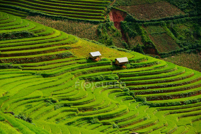Живописный вид на красивую зеленую рисовую террасу во время заката, Вьетнам — стоковое фото