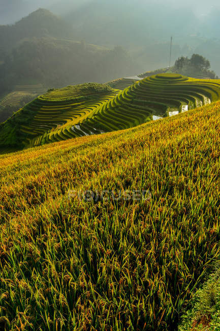 Vista panorámica de la hermosa terraza de arroz verde durante la puesta del sol, Vietnam - foto de stock