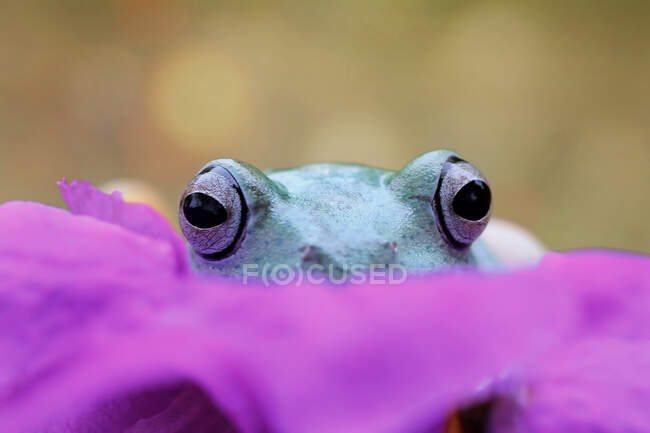 Nahaufnahme eines entzückenden kleinen tropischen Frosches in natürlichem Lebensraum — Stockfoto