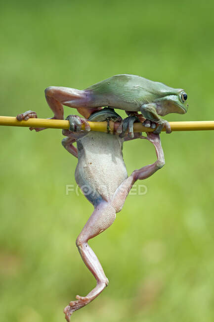 Close-up shot of adorable little tropical frog in natural habitat — Stock Photo