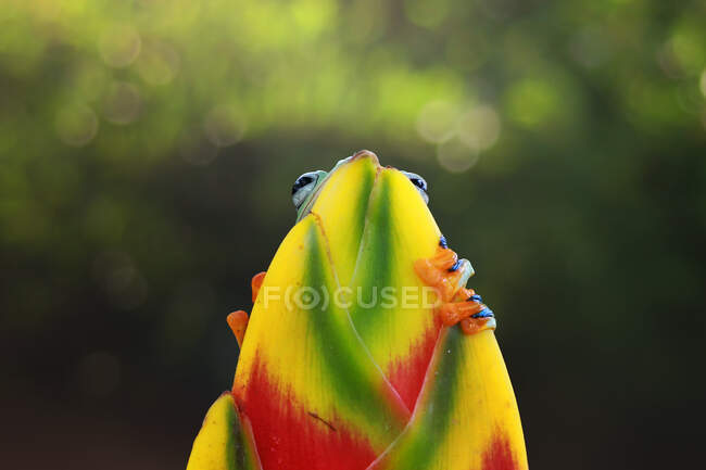 Primo piano di adorabile rana tropicale in habitat naturale — Foto stock