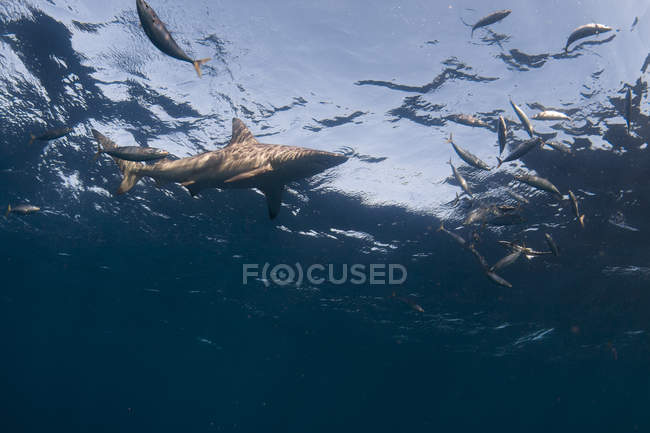 Vista a basso angolo dello squalo punta nera e dei pesci che nuotano nell'oceano — Foto stock
