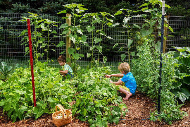 Jeunes garçons cueillant des légumes dans un jardin — Photo de stock