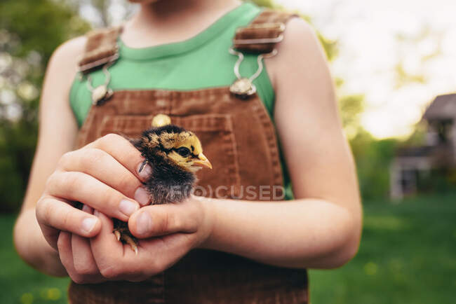 Обрізаний знімок молодого хлопчика, що тримає дитину пташеня — стокове фото