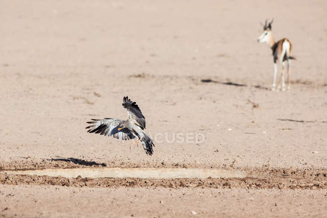 Vue panoramique d'un oiseau atterrissant au sol avec un springbok en arrière-plan — Photo de stock