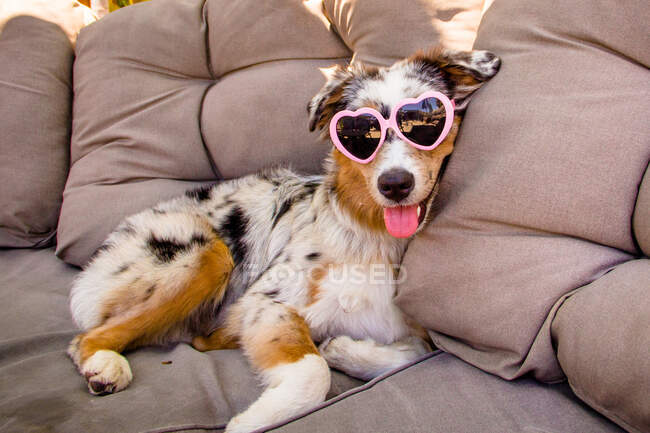 Netter Hund mit Sonnenbrille auf dem Sofa — Stockfoto