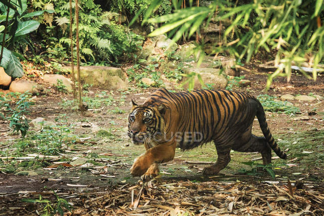 Majestoso tigre Sumatra caminhando pela floresta — Fotografia de Stock