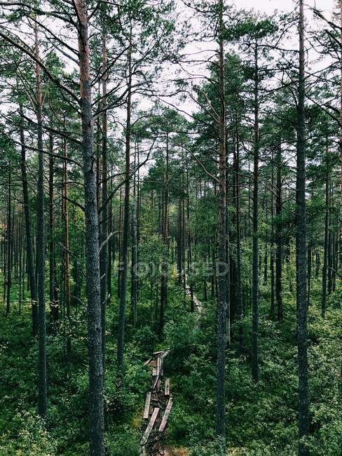 Vista panorámica del bosque de pinos verdes - foto de stock