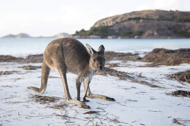 Cute kangaroo on the beach, Esperance, Western Australia, Australia — Stock Photo