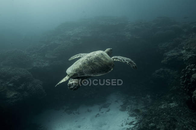 Turtle swimming underwater, closeup view — Stock Photo