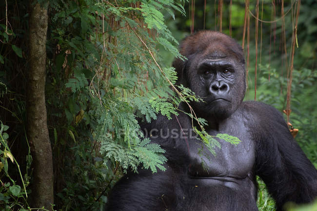 Closeup portrait of a silverback gorilla, Rwanda — Stock Photo