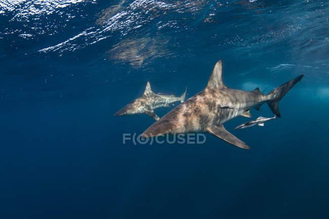 Dos tiburones punta negra y retoños nadando en el océano - foto de stock