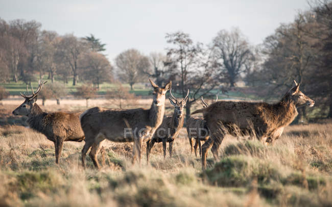 Vista panorámica de la manada de ciervos, Richmond Park, Londres, Inglaterra, Reino Unido - foto de stock