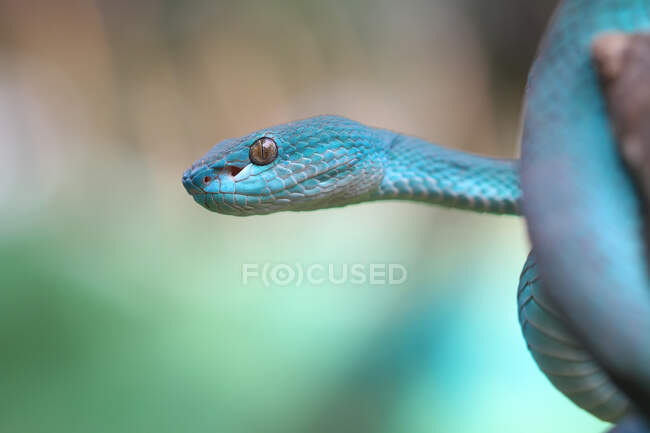 Close up tiro de cobra no habitat natural — Fotografia de Stock