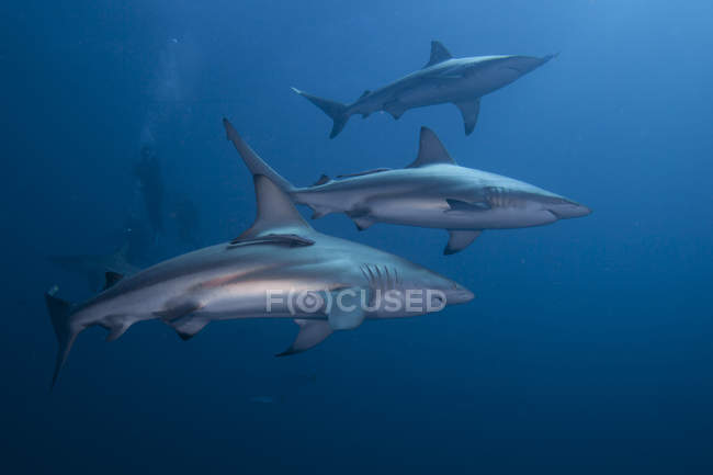 Три дайвери, що плавають з чорними акулами — стокове фото