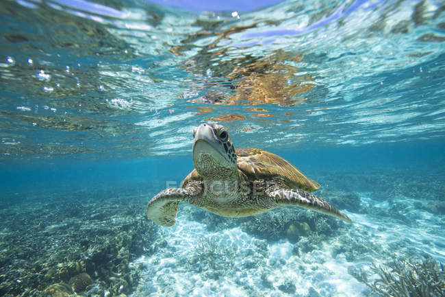 Черепаха, плавання під водою, крупним планом подання — стокове фото
