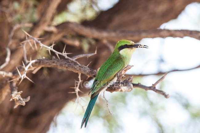 Abeja comedora pájaro encaramado en la rama del árbol - foto de stock