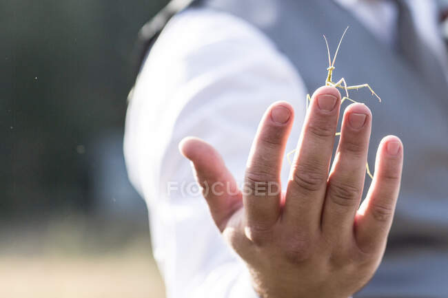 Mano che tiene una piccola farfalla verde — Foto stock