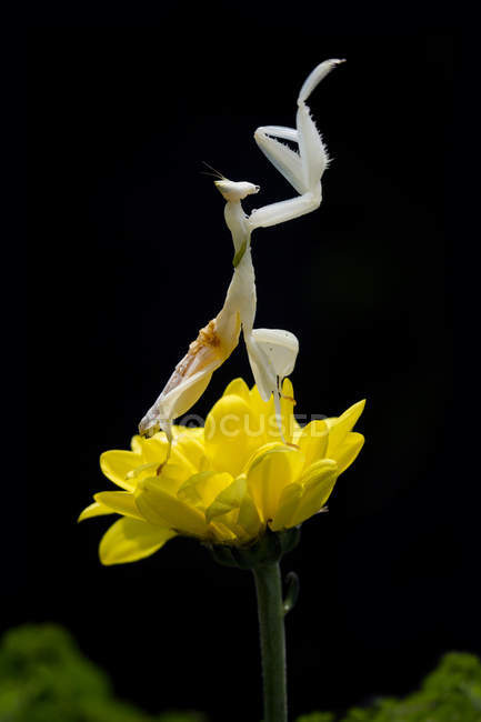 Praying mantis on flower against black background — Stock Photo