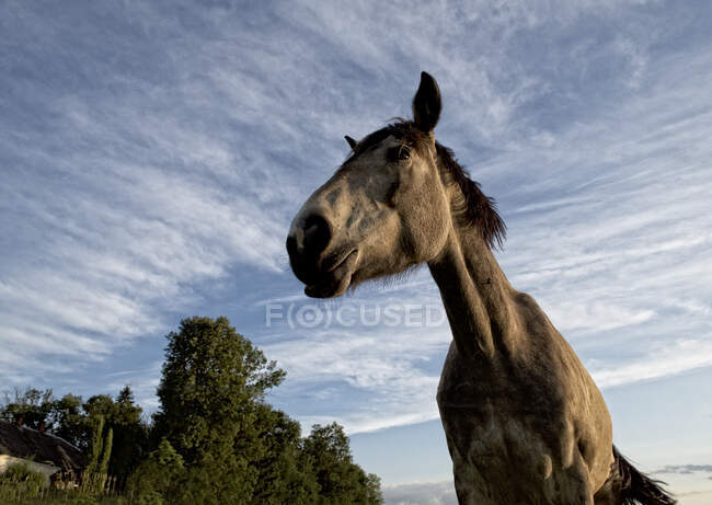 Visão de ângulo baixo de um cavalo em um campo, Lituânia — Fotografia de Stock