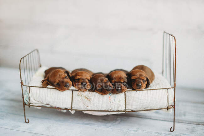 Um pequeno cão na cesta — Fotografia de Stock