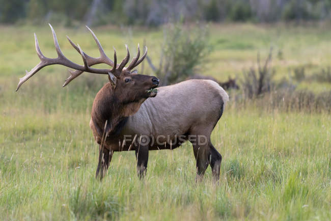 Vista panorámica de los ciervos en Rocky Mountain National Park, Colorado, EE.UU. - foto de stock