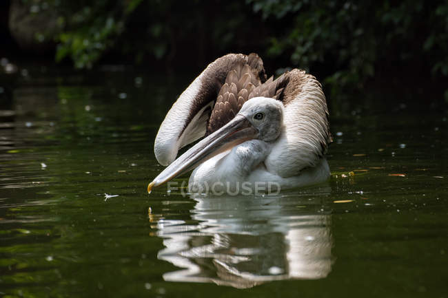 Magestic and beautiful pelican in wild life — стоковое фото