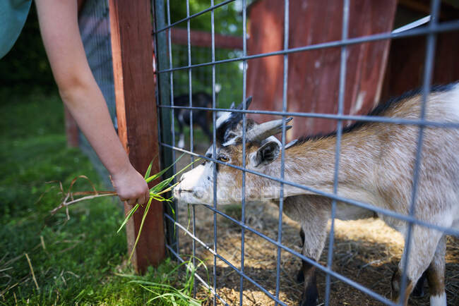 Niño pequeño alimentando a una cabra - foto de stock
