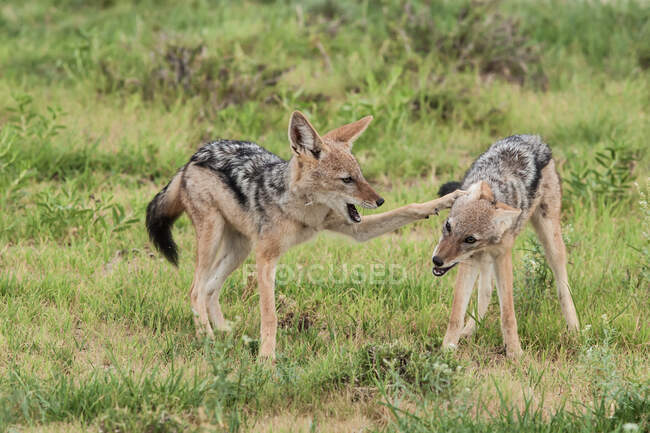 Two Black backed jackals play fighting, South Africa — Stock Photo