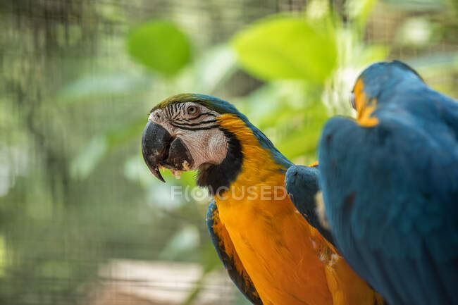 Two Blue macaw parrots — Stock Photo