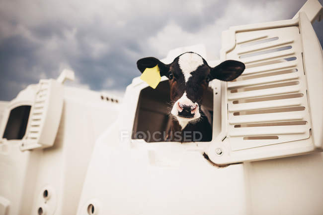 Vista close-up de vaca bebê em pé em uma cabana de bezerro — Fotografia de Stock