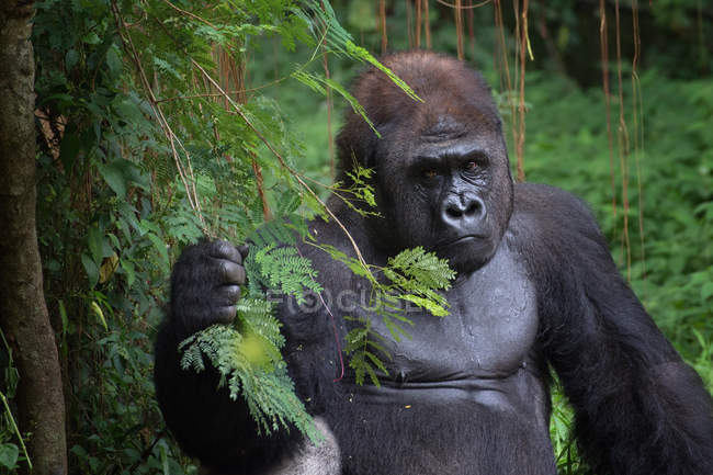 Closeup portrait of a silverback gorilla, Rwanda — Stock Photo