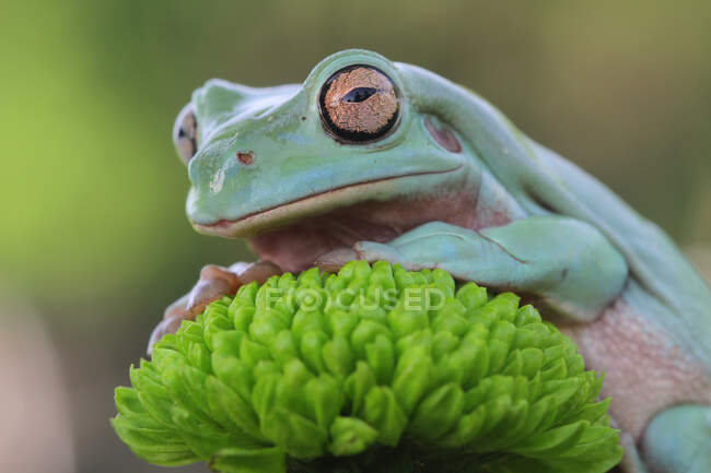 Nahaufnahme eines entzückenden kleinen tropischen Frosches in natürlichem Lebensraum — Stockfoto