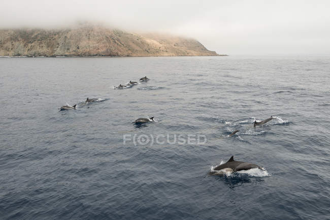 A pod of dolphins plays in the ocean waves off the coast of California — Stock Photo