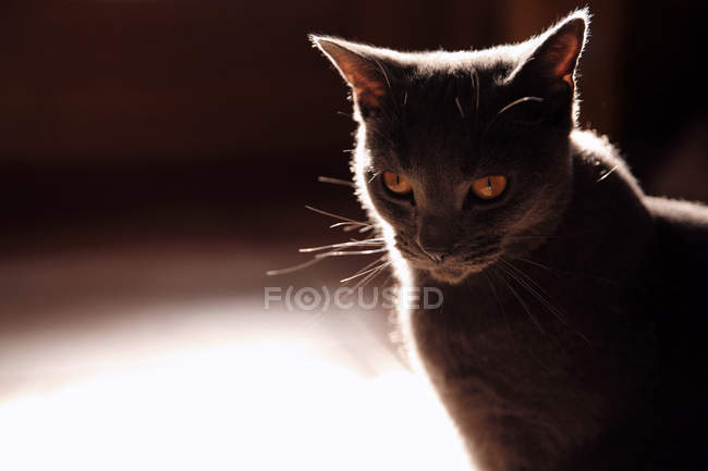 Retrato de hermoso gato gris en casa - foto de stock