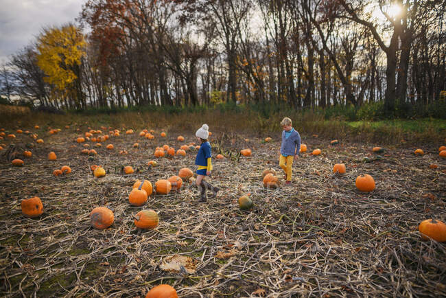 Young girl and boy carrying pumpkins in a pumpkin patch — Stock Photo