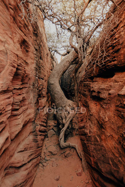 Vue panoramique d'arbres poussant dans la formation rocheuse rouge — Photo de stock
