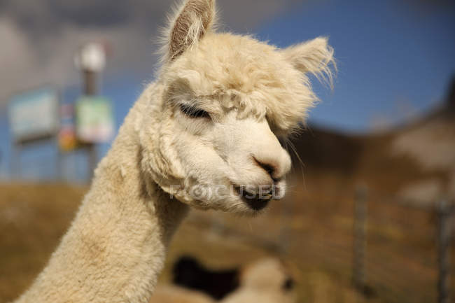 Closeup view of lama against blurred background — Stock Photo