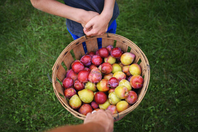 Young boy harvesting plums — Stock Photo