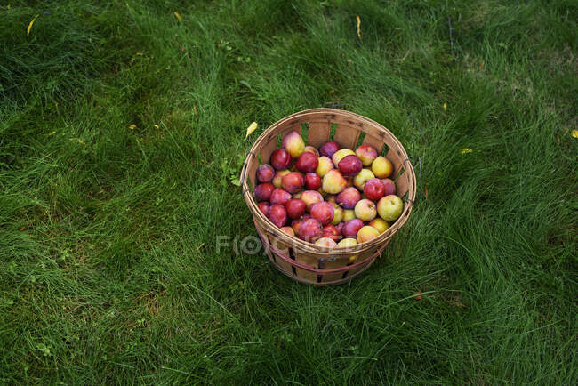 Cesta cheia de ameixas frescas sentadas na grama — Fotografia de Stock