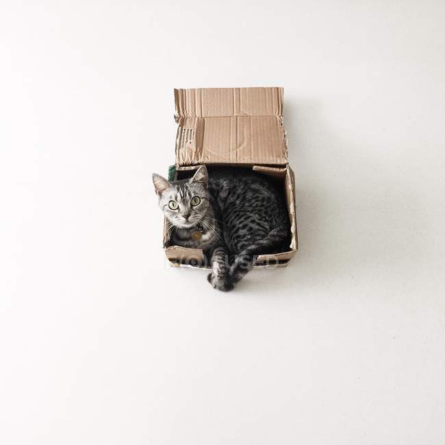 Американская короткошерстная кошка лежит в картонной коробке — стоковое фото