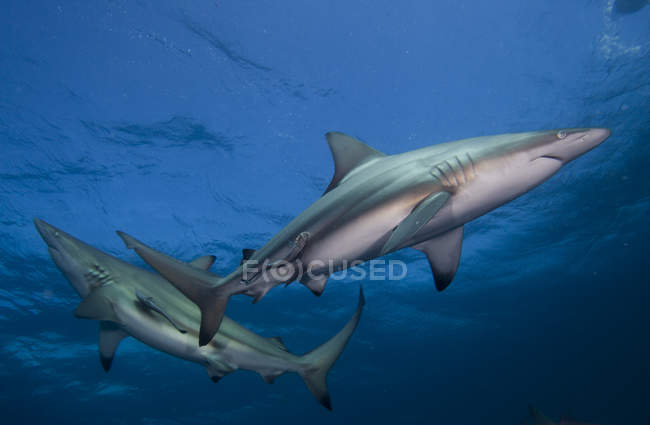Dos tiburones punta negra y retoños nadando en el océano - foto de stock